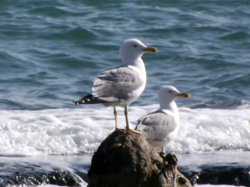 Yellow-legged Gull