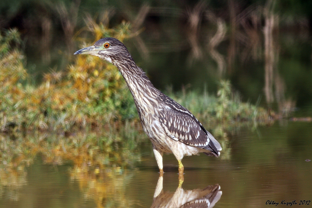 Black-crowned Night Heron