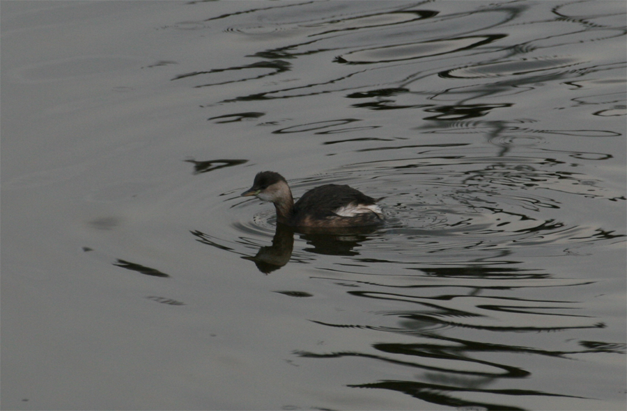 Little Grebe