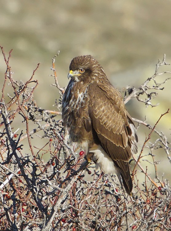 Common Buzzard