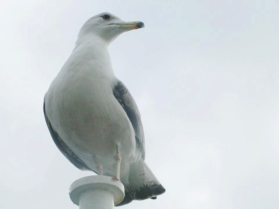 Yellow-legged Gull