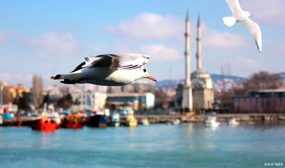 Black-headed Gull