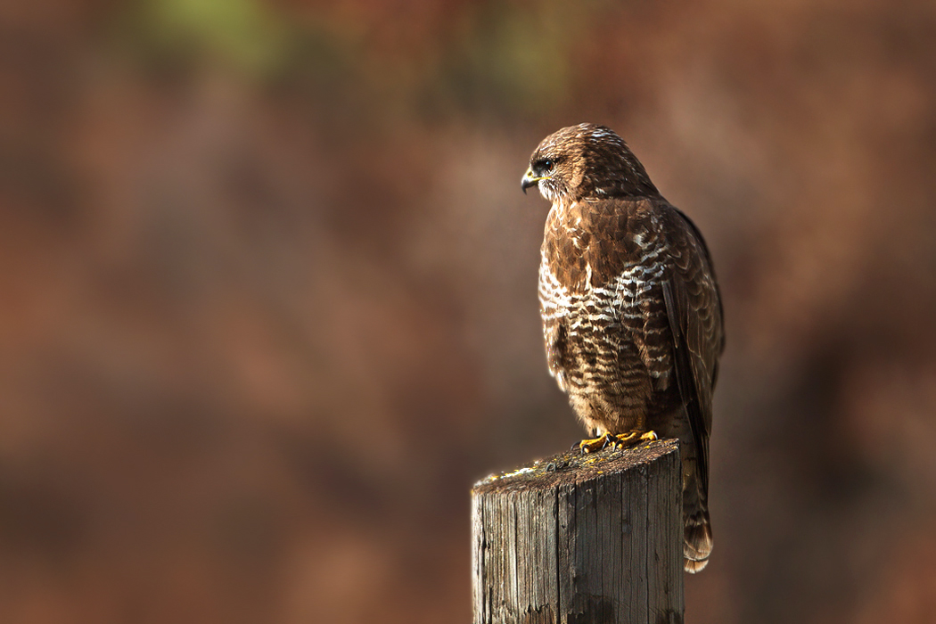 Common Buzzard