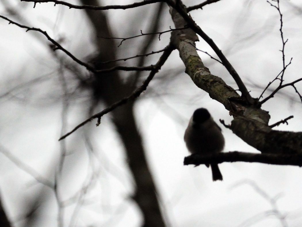 Marsh Tit