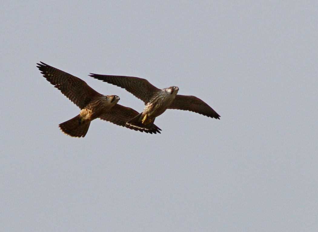 Peregrine Falcon