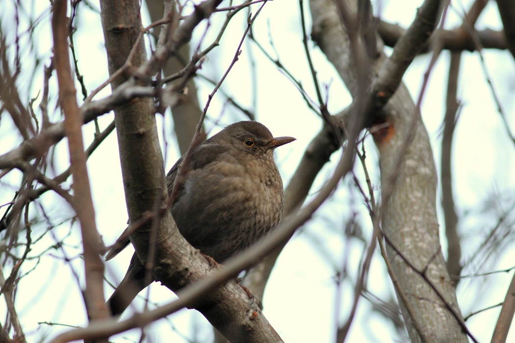 Common Blackbird