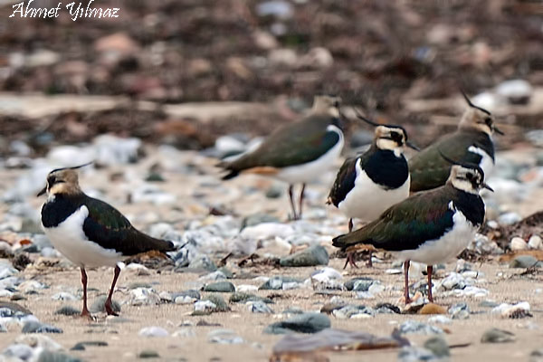 Northern Lapwing