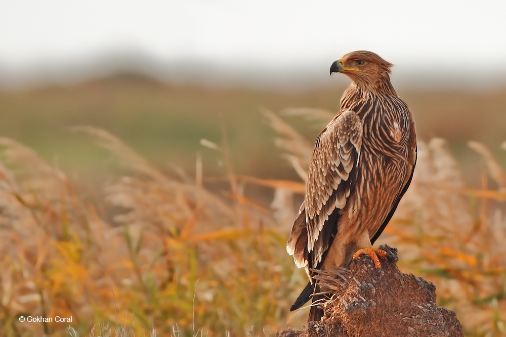 Eastern Imperial Eagle