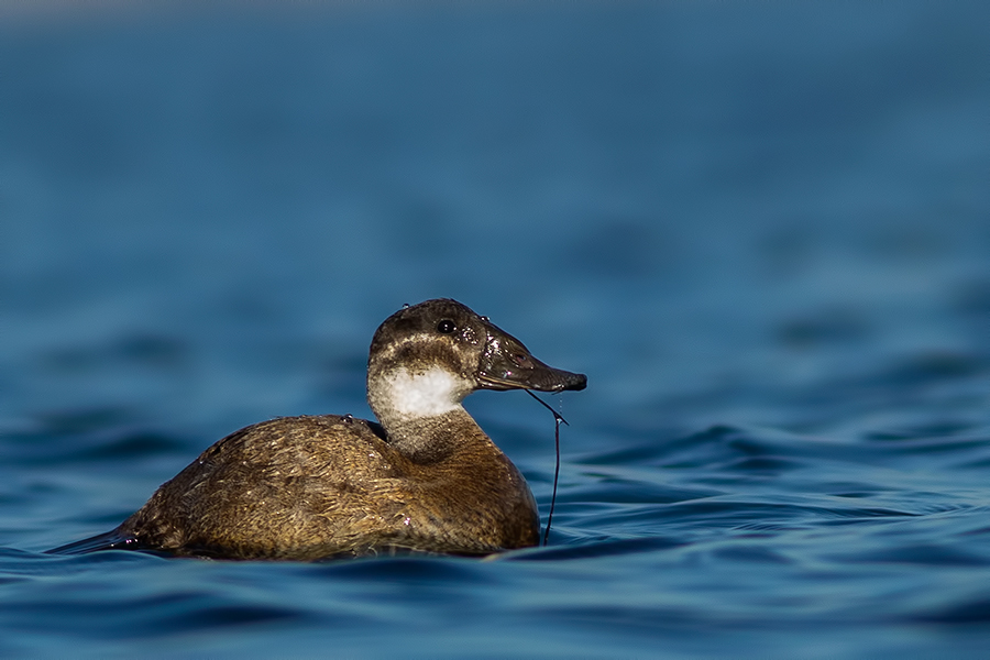 White-headed Duck
