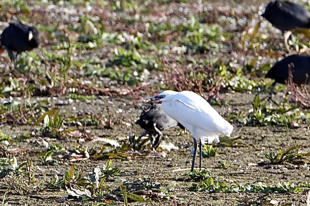 Little Egret