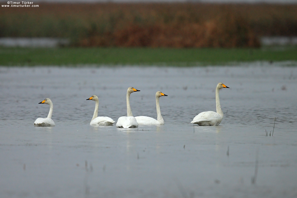 Whooper Swan