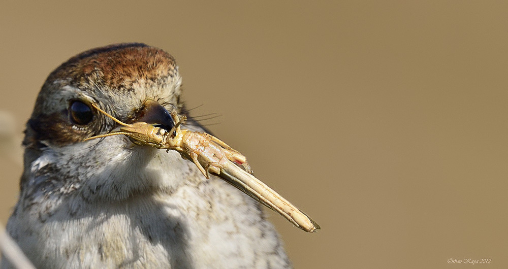 Red-backed Shrike