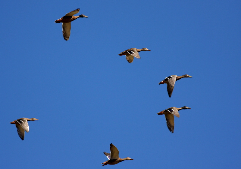Mallard