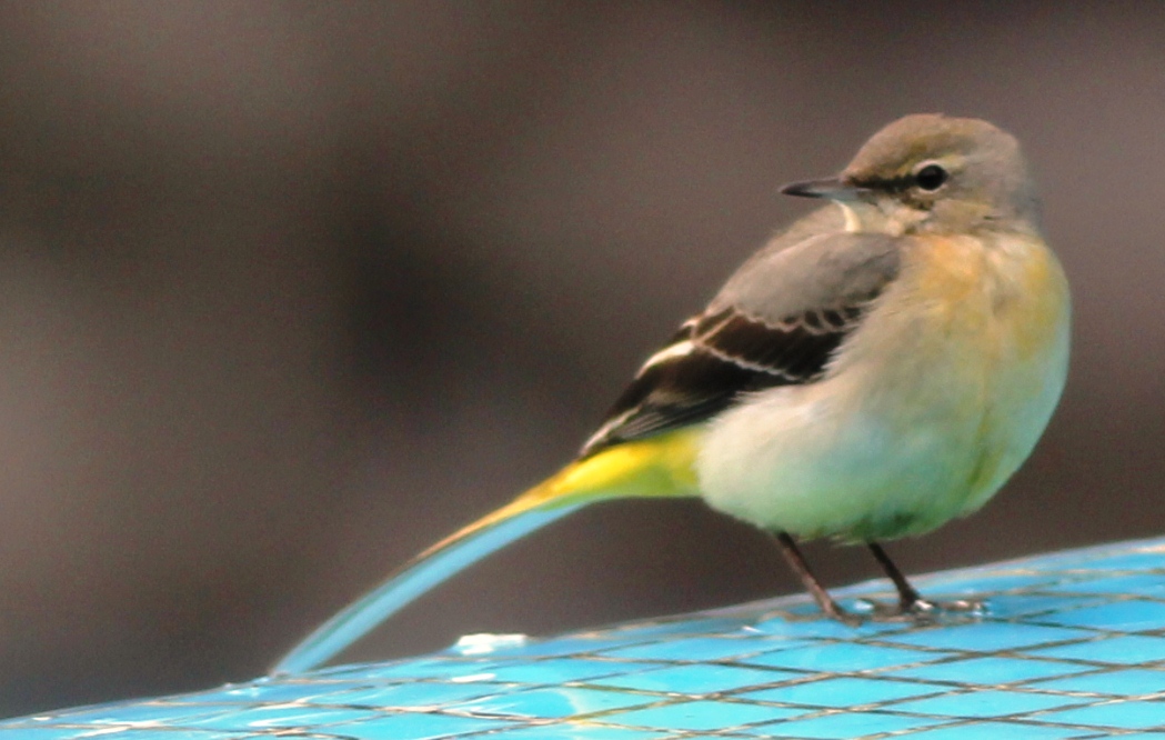 Grey Wagtail