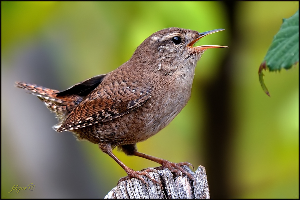 Eurasian Wren