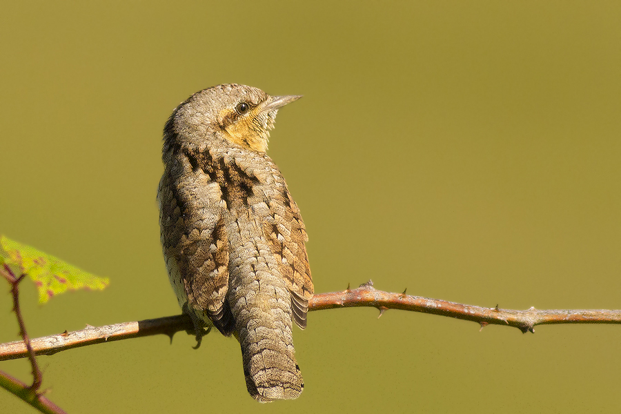 Eurasian Wryneck