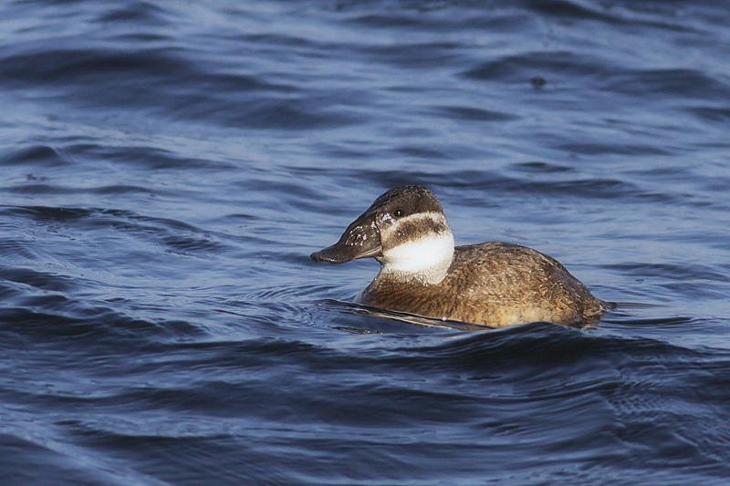White-headed Duck