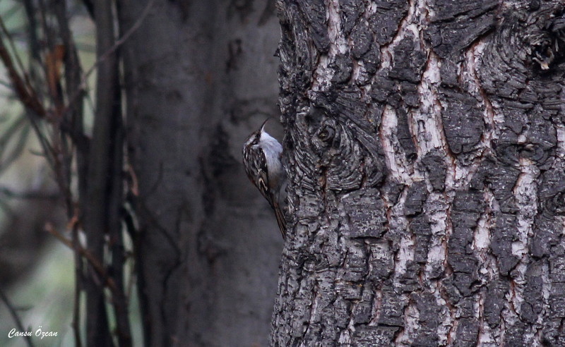 Short-toed Treecreeper