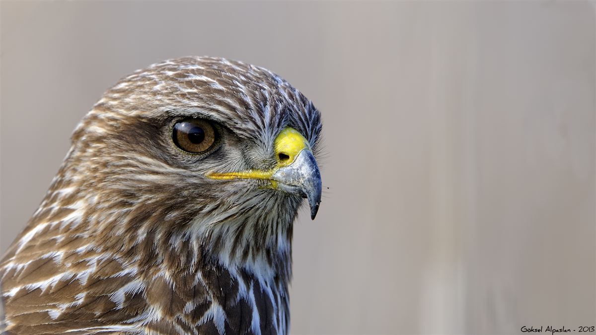 Common Buzzard