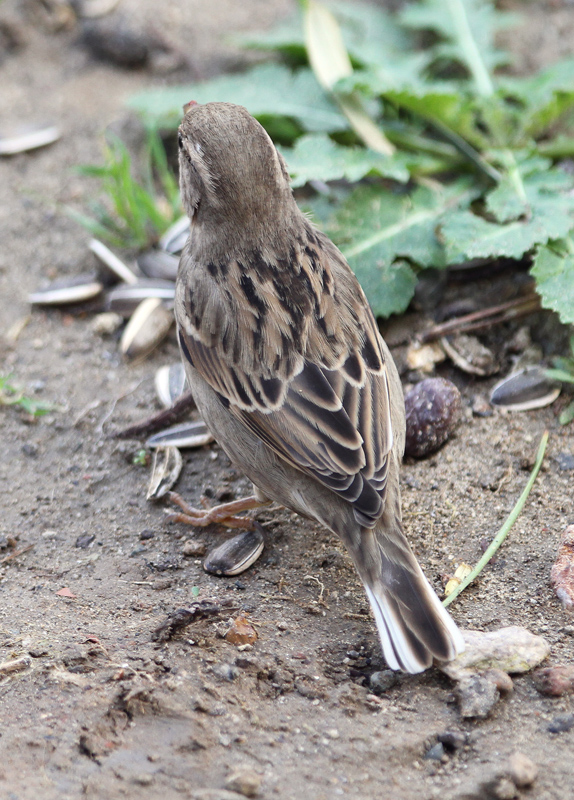 House Sparrow