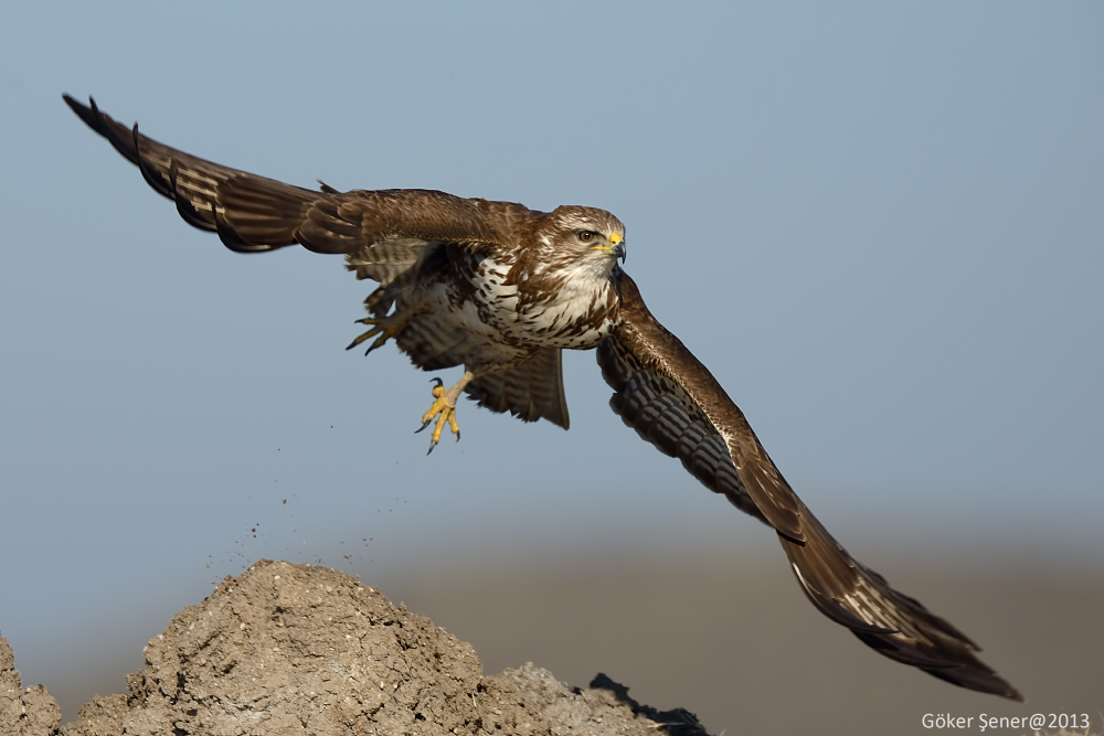 Common Buzzard