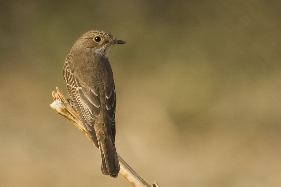 Spotted Flycatcher