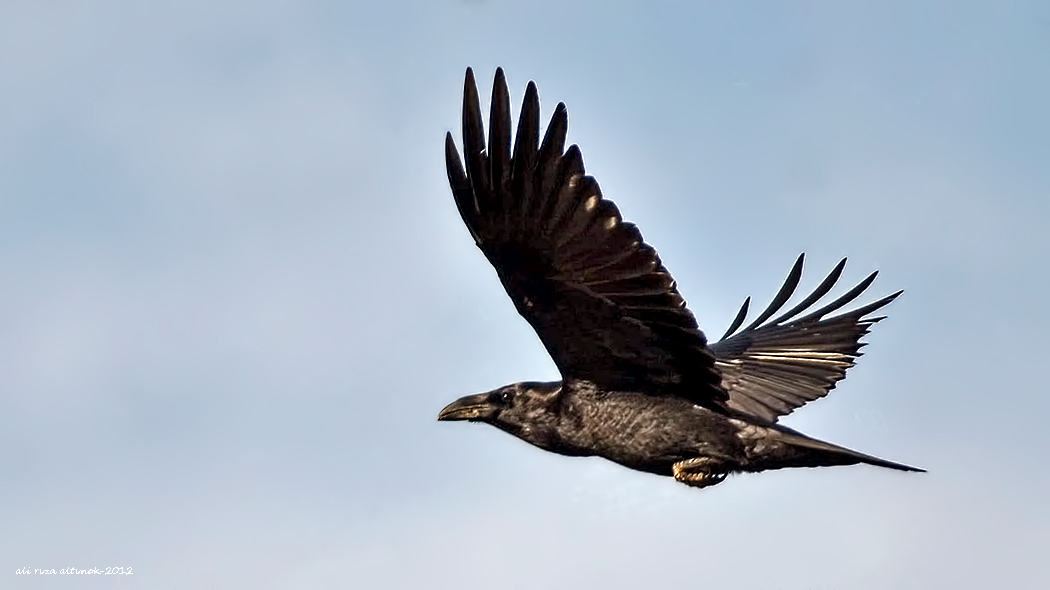 Northern Raven