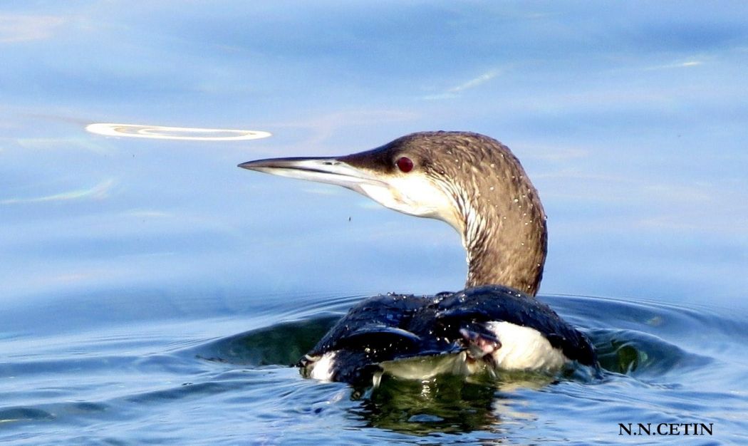 Black-throated Loon