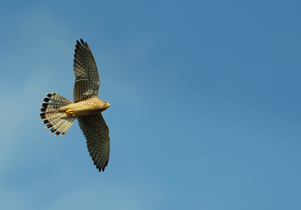 Common Kestrel