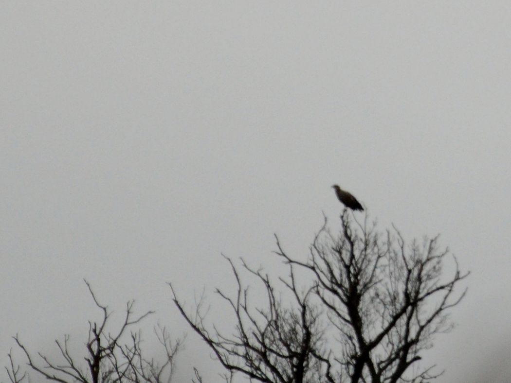 White-tailed Eagle