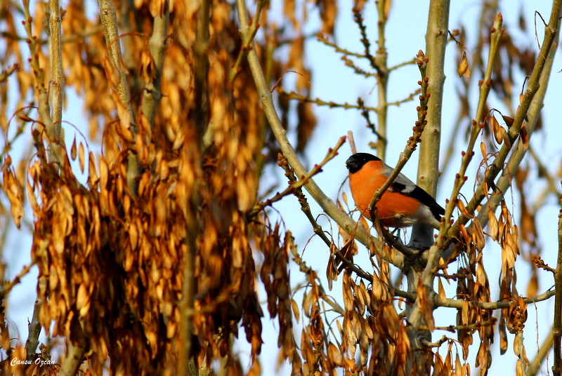 Eurasian Bullfinch