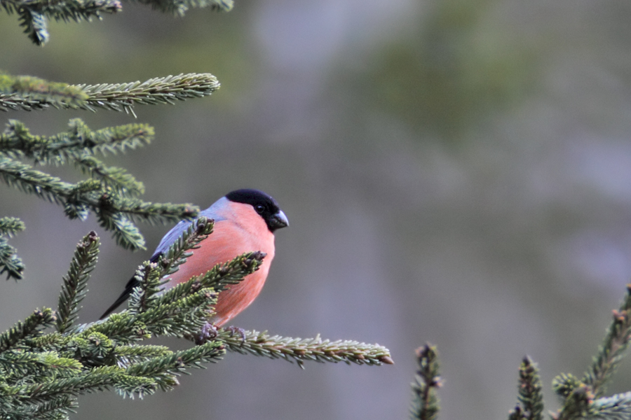 Eurasian Bullfinch