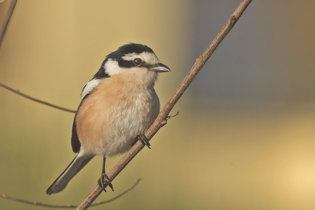 Masked Shrike