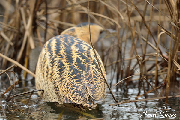 Eurasian Bittern