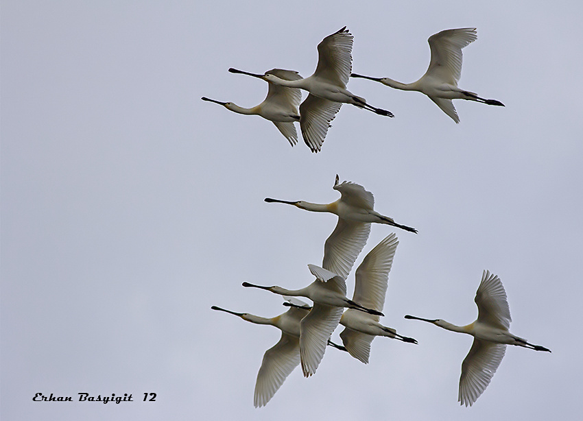 Eurasian Spoonbill