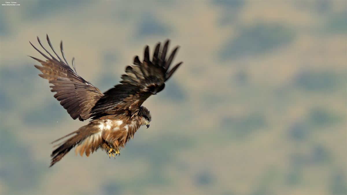 Black Kite