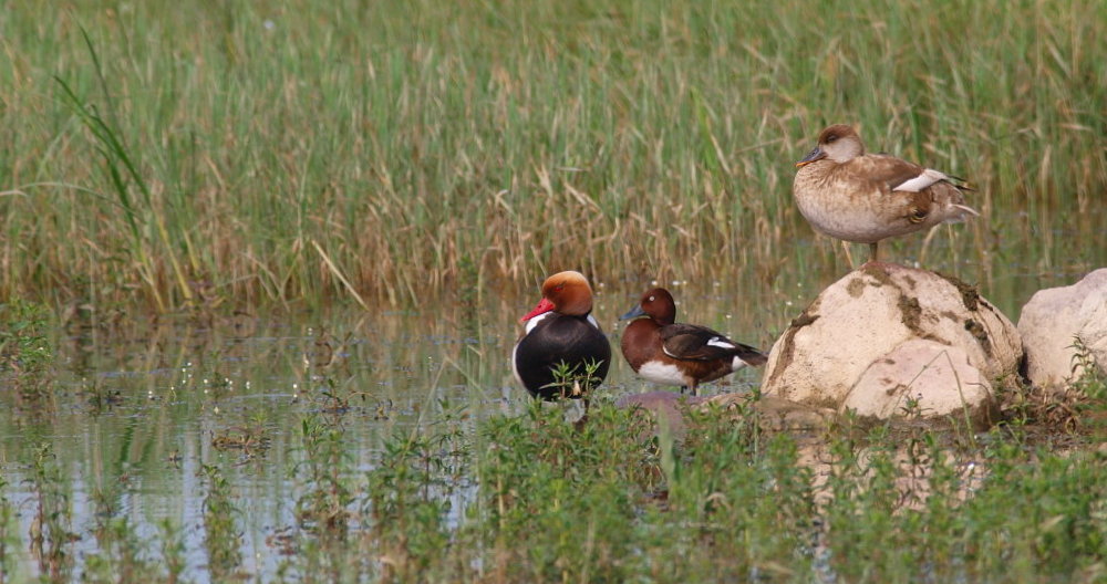 Ferruginous Duck