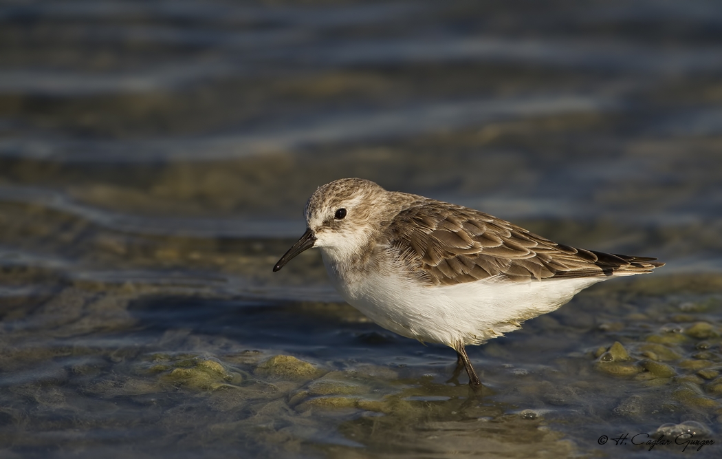 Little Stint