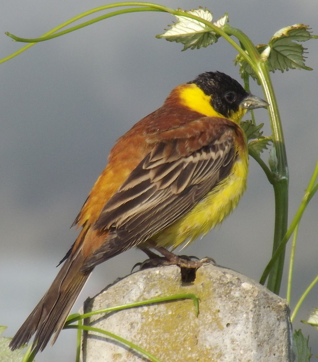 Black-headed Bunting