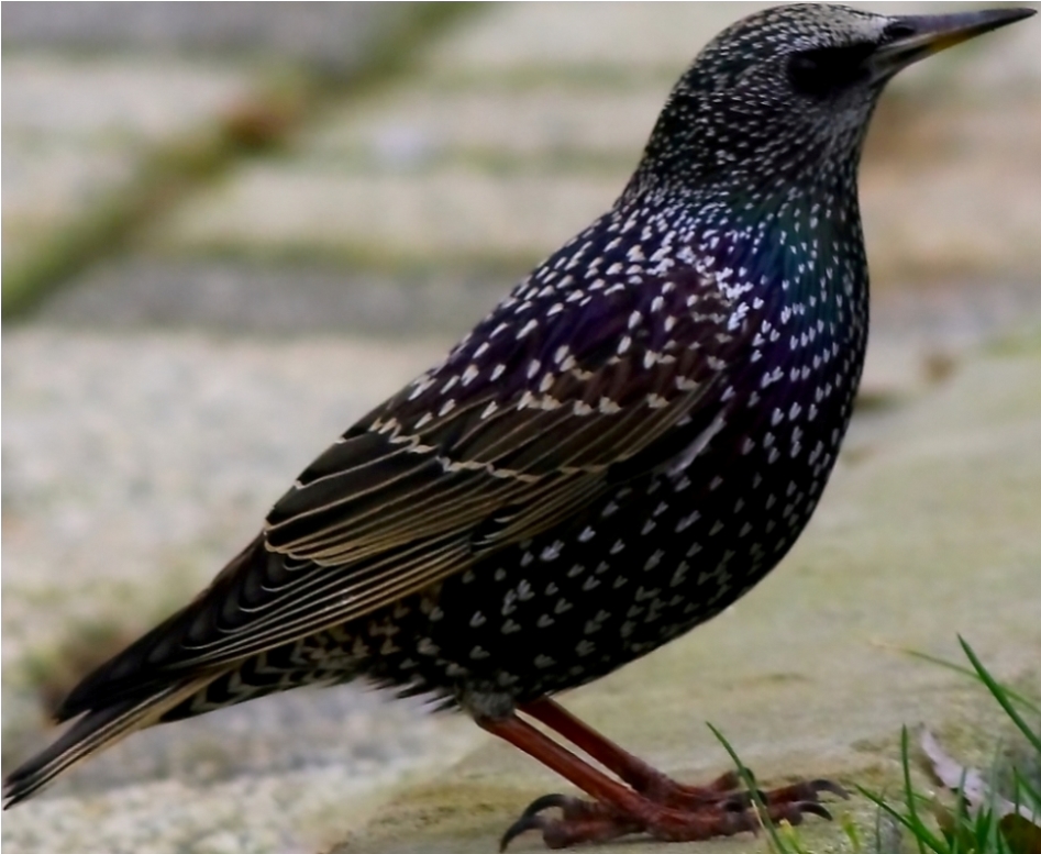 Common Starling