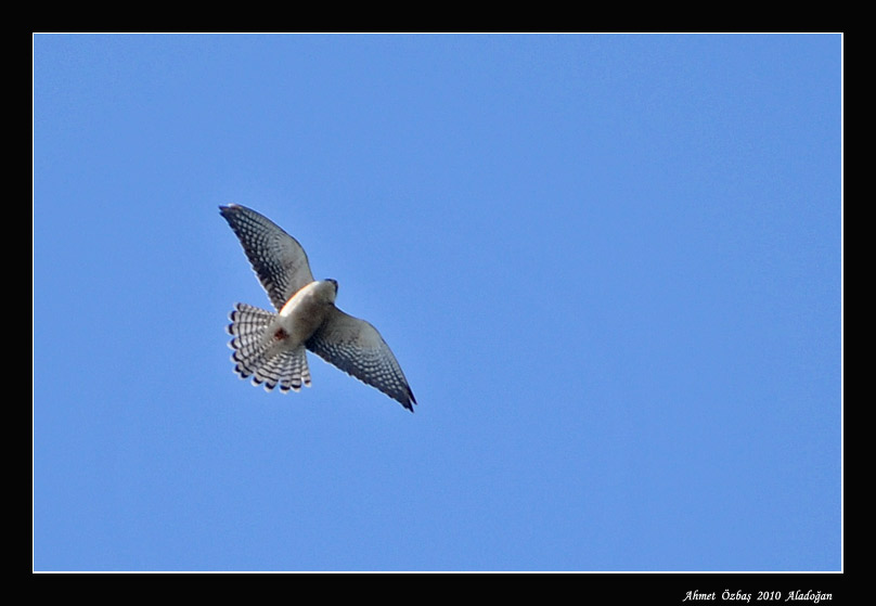 Red-footed Falcon