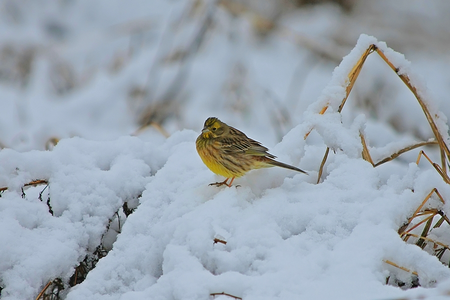 Yellowhammer