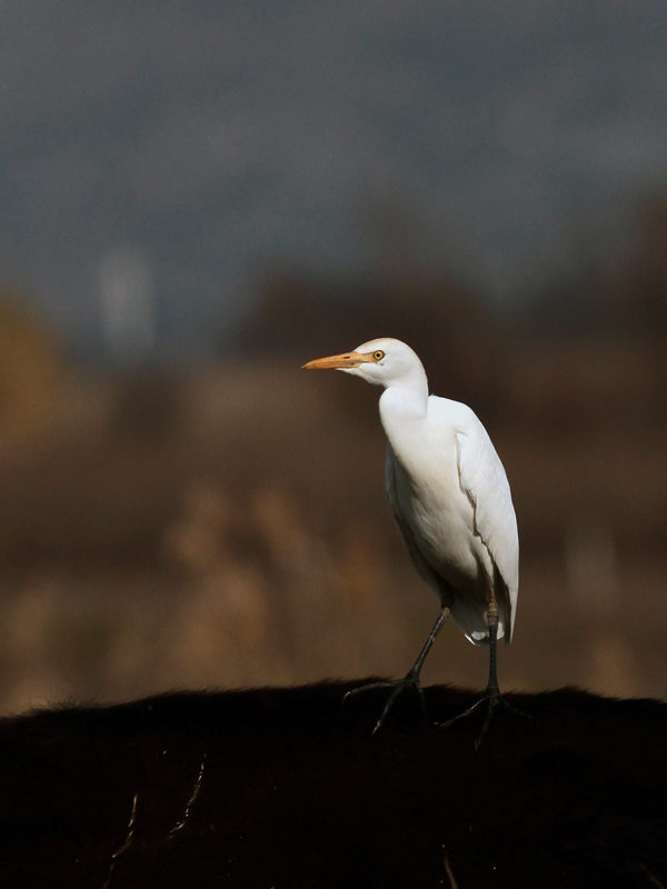 Western Cattle Egret