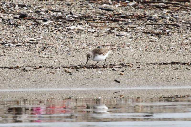 Dunlin