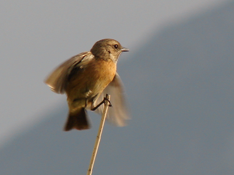 European Stonechat