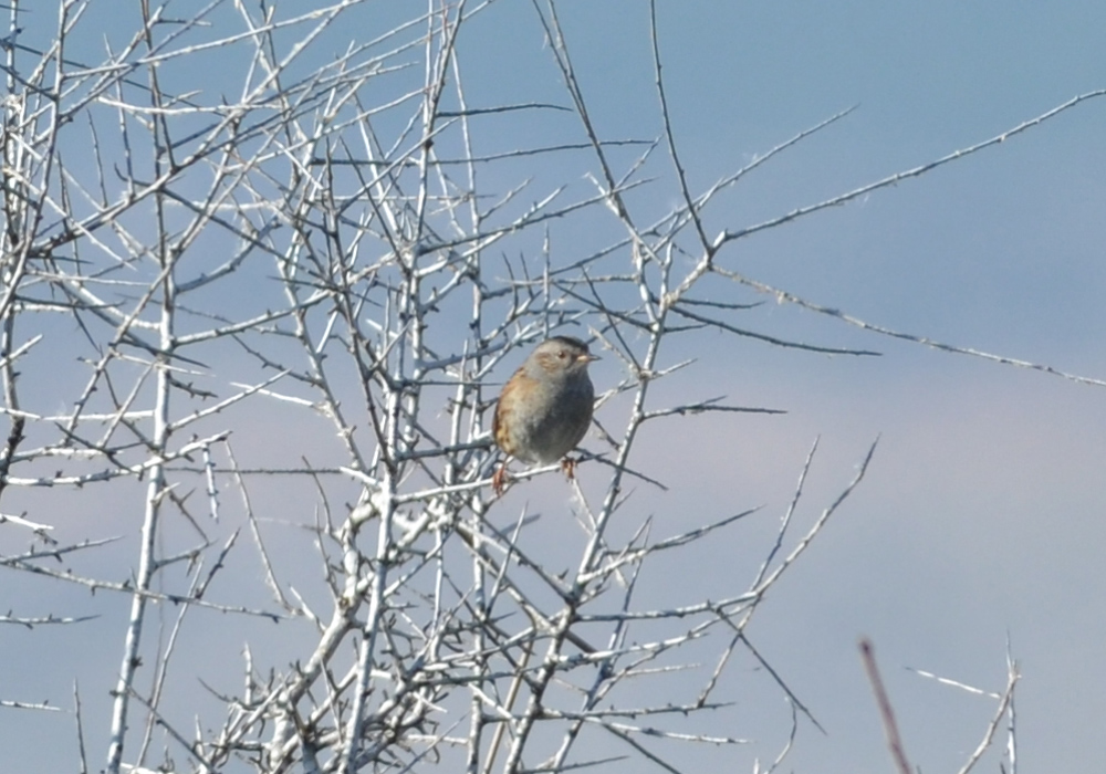 Dunnock