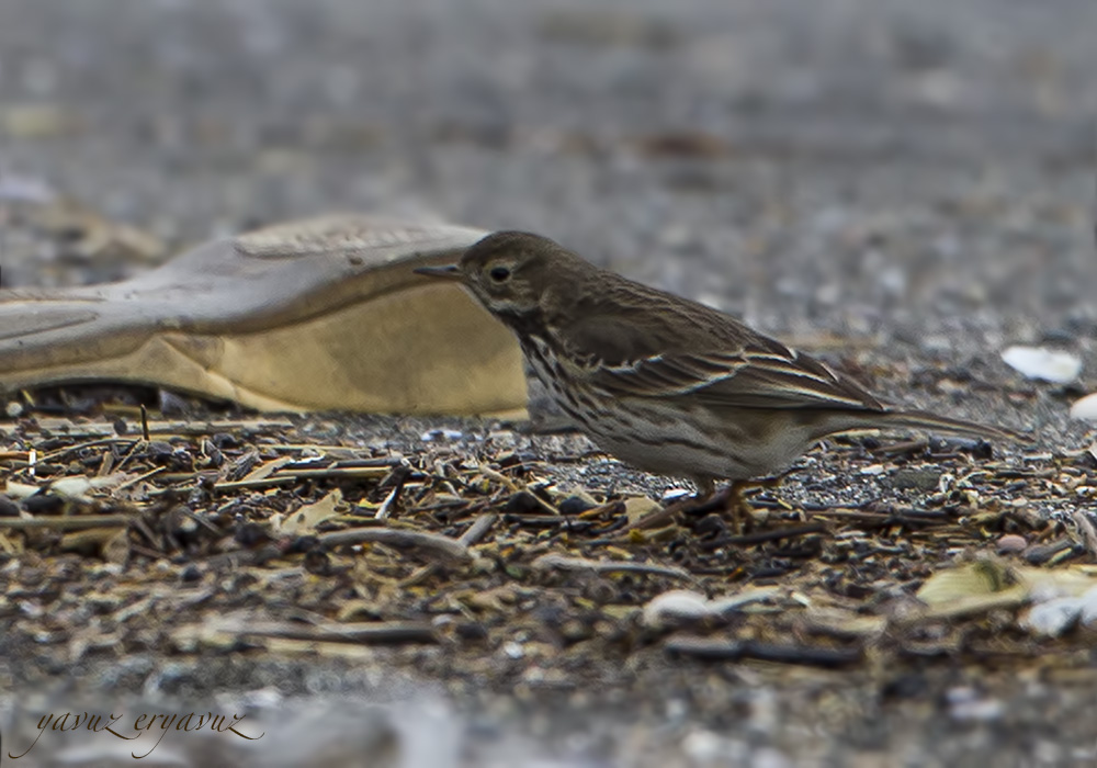 Buff-bellied Pipit