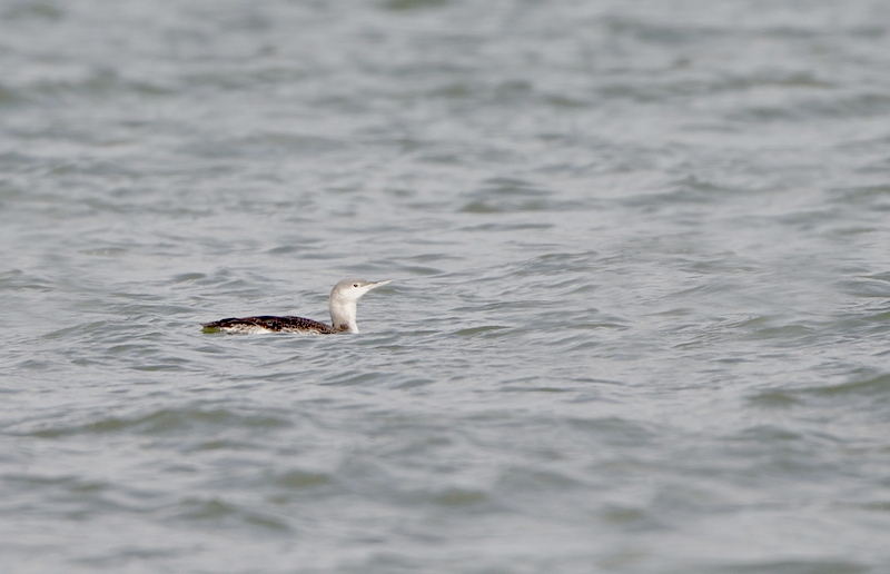 Red-throated Loon