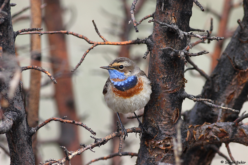 Bluethroat