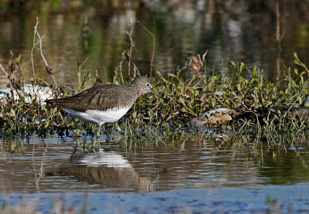 Green Sandpiper
